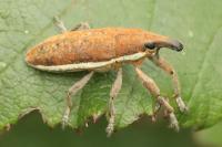 Lixus ochraceus