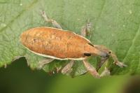 Lixus ochraceus