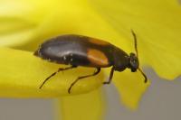 Anaspis fasciata