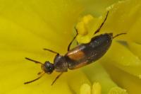 Anaspis fasciata