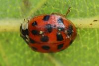 Harmonia axyridis