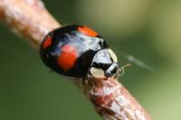 Harmonia axyridis
