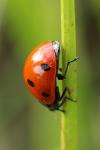 Coccinella septempunctata