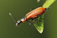 Anthocomus rufus