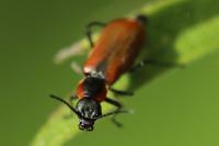 Anthocomus rufus