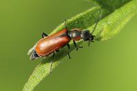 Anthocomus rufus