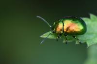 Chrysolina graminis