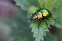 Chrysolina graminis