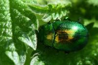 Chrysolina graminis