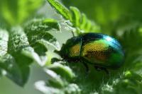 Chrysolina graminis