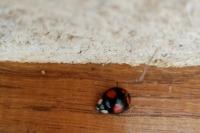 Harmonia axyridis