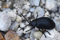Galeruca tanaceti