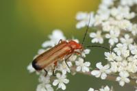 Rhagonycha fulva
