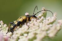 Rutpela maculata