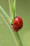 Coccinella septempunctata