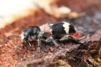 Clerus mutillarius