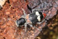 Clerus mutillarius