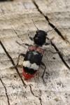 Clerus mutillarius