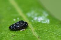 Trachys minutus