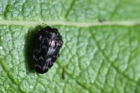 Trachys minutus