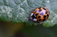 Harmonia axyridis