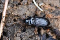 Nebria salina