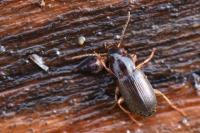 Parophonus maculicornis