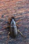 Parophonus maculicornis