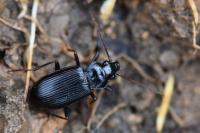Nebria salina