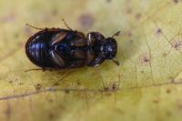 Melinopterus prodromus