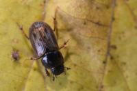 Melinopterus prodromus