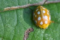 Halyzia sedecimguttata