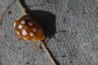 Vibidia duodecimguttata