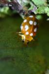 Vibidia duodecimguttata