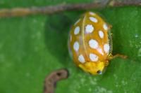 Halyzia sedecimguttata