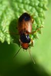 Diachromus germanus