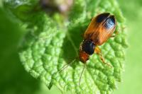 Diachromus germanus