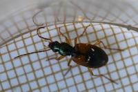 Anchomenus dorsalis