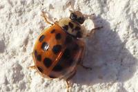 Harmonia axyridis