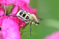 Trichius gallicus