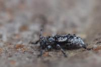 Pogonocherus decoratus