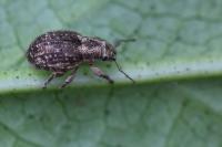 Strophosoma capitatum