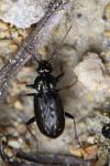 Loricera pilicornis