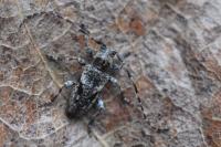 Pogonocherus decoratus