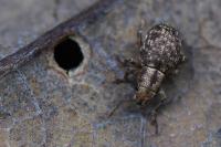 Strophosoma capitatum