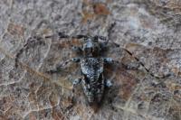 Pogonocherus decoratus