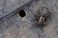 Strophosoma capitatum