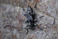 Pogonocherus decoratus