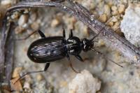 Loricera pilicornis