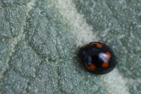 Exochomus quadripustulatus